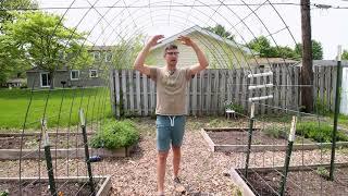 3 Common Cucumber Trellising MISCONCEPTIONS!