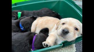 Canine Companions Live Puppy Cam - 2022 National Puppy Day