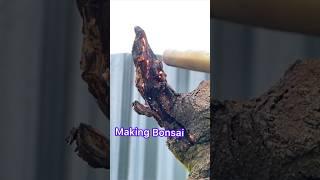 The Art of Making Bonsai Trees