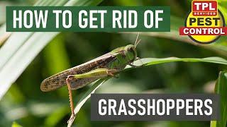 How to Get Rid of Grasshoppers and Prevent Infestations - 2022