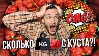 Вырастили самый большой куст острого перца Carolina Reaper Red #carolinareaper #каролинскийжнец