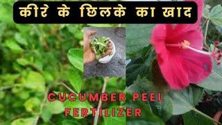 How to Make Cucumber Peel Fertilizer#organicgardening #TGMGardening Care Tips