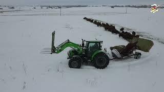 Feeding Cattle in Idaho in the Snow