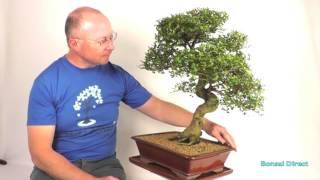 Outstanding Extra-Large Premium Chinese Elm PE288