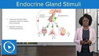 Endocrine Gland Stimuli – Physiology | Lecturio Nursing