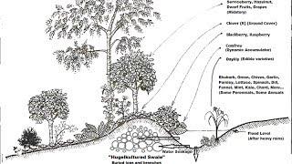 Polycultures and Guilds: Zone 8 Food Forest Examples.