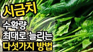 가을 시금치 수확량 최대로 늘리는 다섯가지 방법