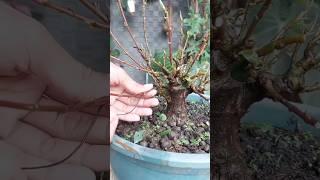 BONSAI LOA |INSPIRASI BONSAI