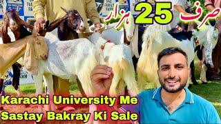 Karachi University Me Qurbani 2024 Ka Bakray Agye |Sirf 25 Hazar Se 60 Hazar Tak || Bakra Mandi 2024