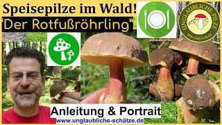 Der Rotfussröhrling - Speisepilze im Portrait! Pilze sicher erkennen & bestimmen im Wald Mai 2023