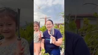 #shortsvideo#globe amaranth plants#terracegarden#with granddoughter#i️gardening#
