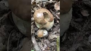 Гарні трапляються #funghi #mushroom