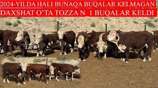 HALI BUNAQA BUQA O’ZBEKISTONGA KELMAGAN XAQIQIY TOZZASI N_1 DAXSHAT BUQALAR KELDI SHOSHILING 