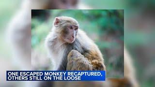 1 escaped monkey captured in SC, several others located on property