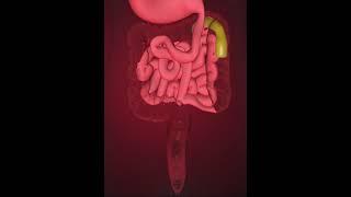 Digestive system- Large intestine (3D Animation)