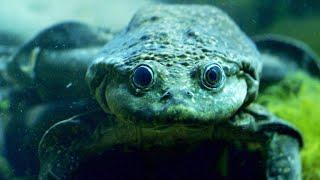 This Titicaca Water Frog Breathes Oxygen Through its Skin