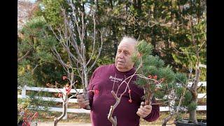 Cut or Keep? Speed Pruning Branches for Ideal Bonsai Design