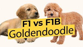 F1 vs F1B Goldendoodles - What's The Difference? 