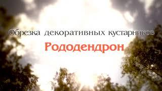 Секреты ухода за рододендроном: как обрезать и укрыть на зиму ️