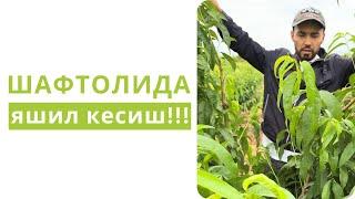 ШАФТОЛИДА ЯШИЛ КЕСИШ НЕГА КЕРАК???