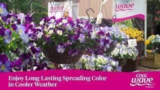 Enjoy Long-Lasting, Spreading Color with Cool Wave Pansies