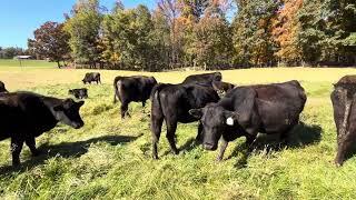 Genetics are important when grazing fescue ￼