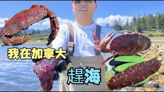 加拿大赶海vlog 太平洋赶海 感恩来自大自然的馈赠｜ 遍地蛤蜊｜大螃蟹｜海鲜｜农村｜趕海｜戶外｜温哥华岛赶海vlog