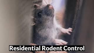 Rodent Removal & Control   ONYX Pest Control, Best Pest Control Company In Southern NB