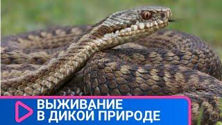 СЕКРЕТЫ, КАК ВЫЖИТЬ В ДИКОЙ ПРИРОДЕ! Выживание в дикой природе. Семейный канал