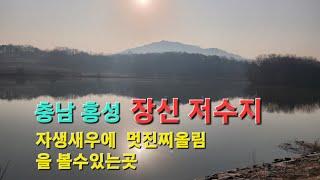 홍성 장신저수지에 떼붕어