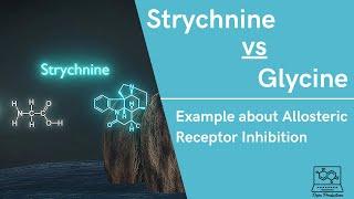 Strychnine vs Glycine-Example of Allosteric Receptor Inhibition