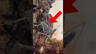 this TERRIFYING creature from Harry Potter is REAL...