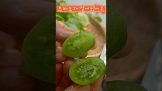 토마토가 떨어져 잘라 보았어요 #옥상텃밭 #소소한행복 #토마토