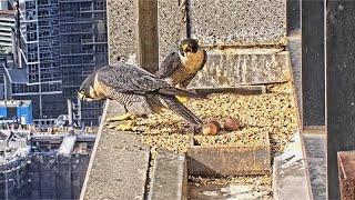 367 Collins St. Falcons: After Nighttime Intruder, M22 Returns to Incubate  Good Sign 2024 Sep 4