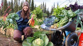 Autumn Days in Alaska | Harvesting Vegetables for Winter Storage