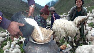 milking in the himalayan sheep farm || Nepal || lajimbudha ||