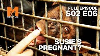 Susie's Pregnant? | Season 2 Episode 6 | Full Episode | Monkey Life