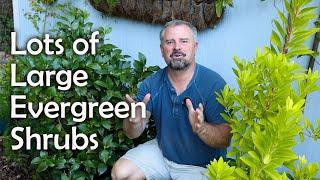 Large Evergreen Low Maintenance Screening Shrubs