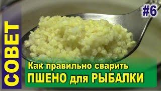 Как сварить пшено для рыбалки (для приготовления прикормки)