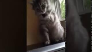 Cat Tries To Use Missing Leg While Playing   Funny Videos