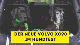 Der VOLVO XC90 T8 AWD im Hundetest ⎮DieHundezeitung