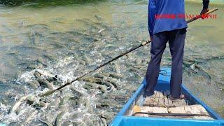 đi kích cá lóc vuông tôm phần 1 | fishing | câu cá | hương tràm u minh