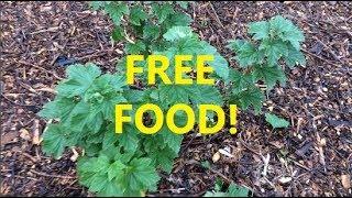 Making New Fruit Bushes For Free Food For Years To Come