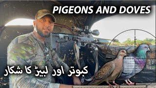 Pigeons and Russian Doves hunting by Raja Nisar || Shotgun and Airgun Hunting #airgunhunting