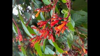 Species Spotlight of the week: Firebush