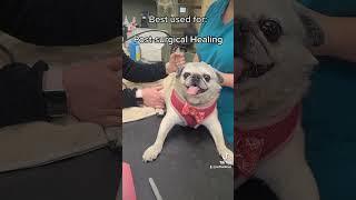 Pet Laser Therapy