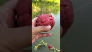 Red bait and fish on in some second.wait for the result.#carpfishing #lakefishing