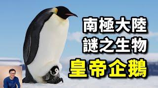 南極最驚人的謎團，動物界最純的爺們！皇帝企鵝到底經歷了什麼？【老肉雜談】#動物 #寵物 #企鵝 #海洋生物 #penguin