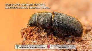 Большой еловый лубоед Dendroctonus micans Kugel.