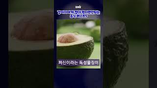 정보왕댕댕이에게 절대주면안되는음식 베스트5